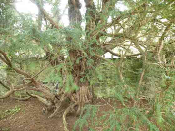 Oldest trees in the UK