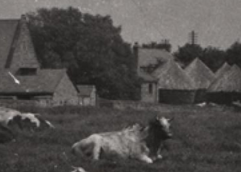 Cows and farm Longbenton c1900