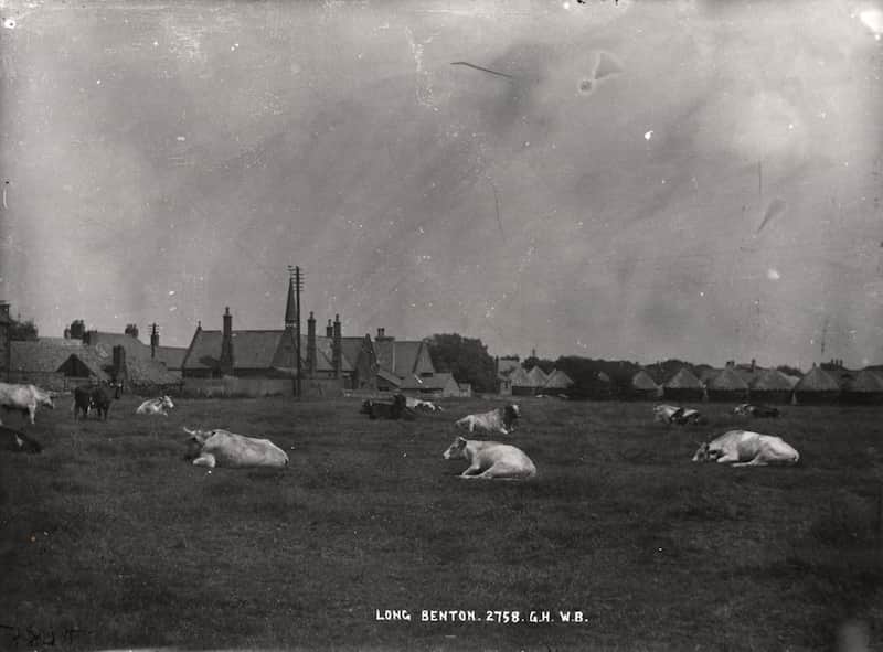 Cows and buildings in Longbenton c1900