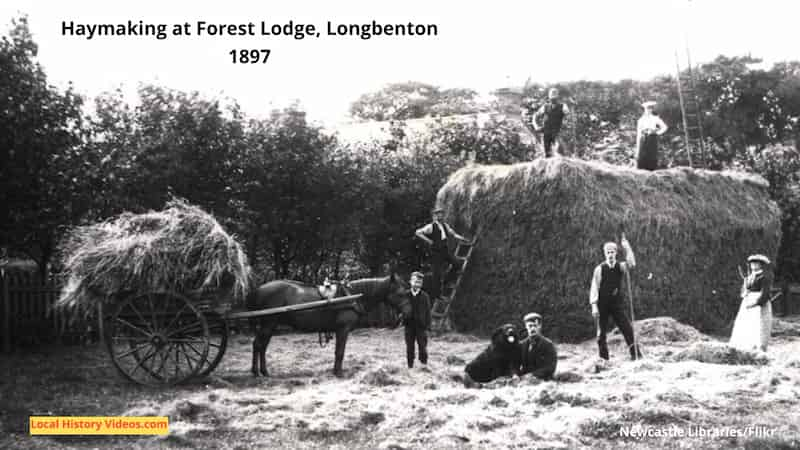 Longbenton 1897 old picture of haymaking