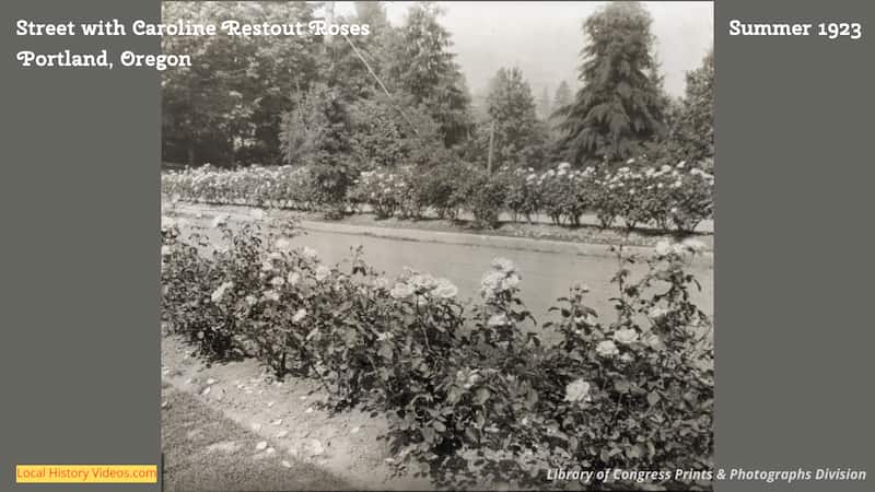 Old photo of a rose lined street in Portland Oregon