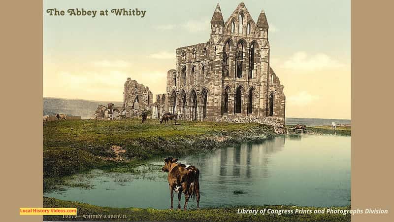 Old photo of Whitby Abbey England and cows
