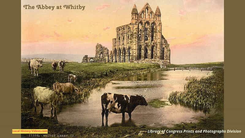 Old photo of Whitby Abbey England and cows
