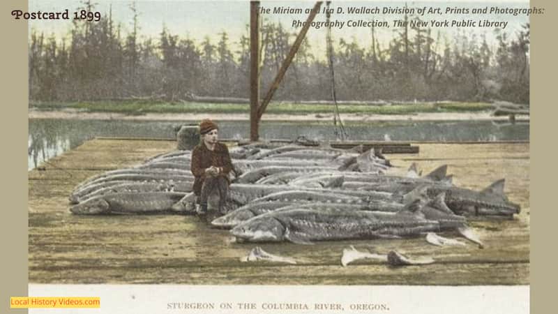 Old postcard of Sturgeon on the Columbia River, Oregon