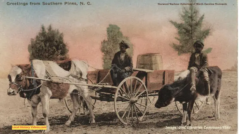 Old postcard of two African-American boys with cattle and a cart near Southern Pines, North Carolina