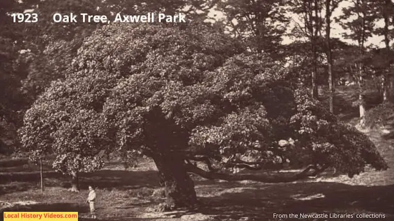 Old photo of a large oak tree in the grounds of Axwell Park