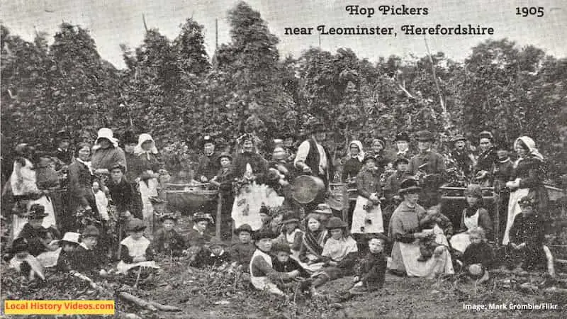 Old photo postcard of hop picking near Leominster Herefordshire 1905