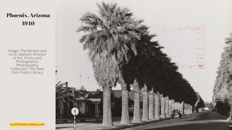 Old photo of an avenue of palms lining the residential streets of Phoenix, Arizona in 1940