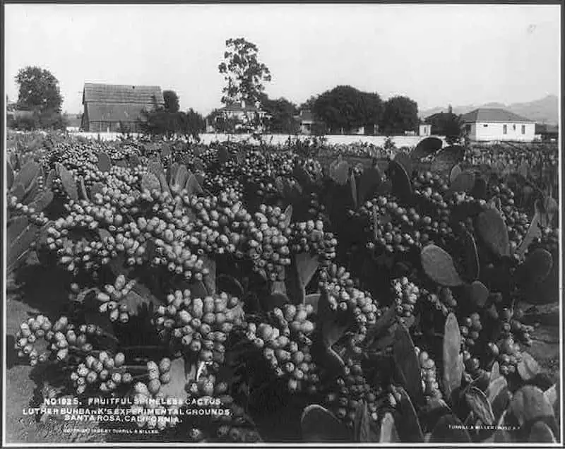 Old photo of fruitful spineless cactus, Luther Burbank's experimental grounds, Santa Rose, California, taken in the early 1900s