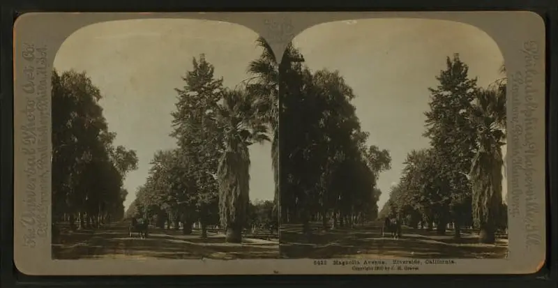 Old stereograph of Magnolia Avenue, Riverside, California