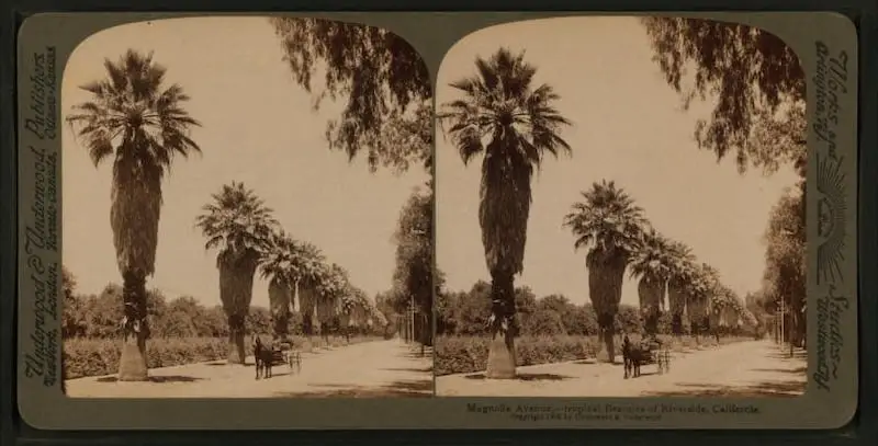 Old stereograph of Magnolla Avenue, Riverside, California