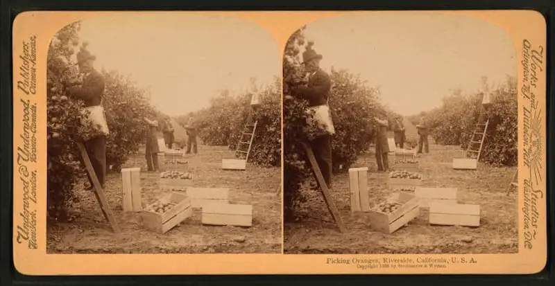 Old stereograph of Picking oranges, Riverside, California, USA