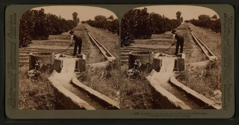 Old stereograph of a man Irrigating an orange grove, Riverside, California