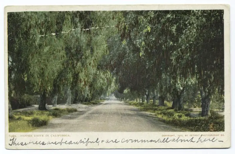 Vintage postcard of Pepper Drive, Riverside, California, circa 1903