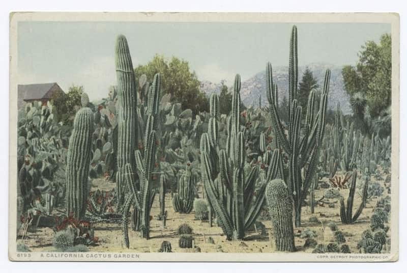 Vintage postcard of a Cactus Garden, Riverside, California