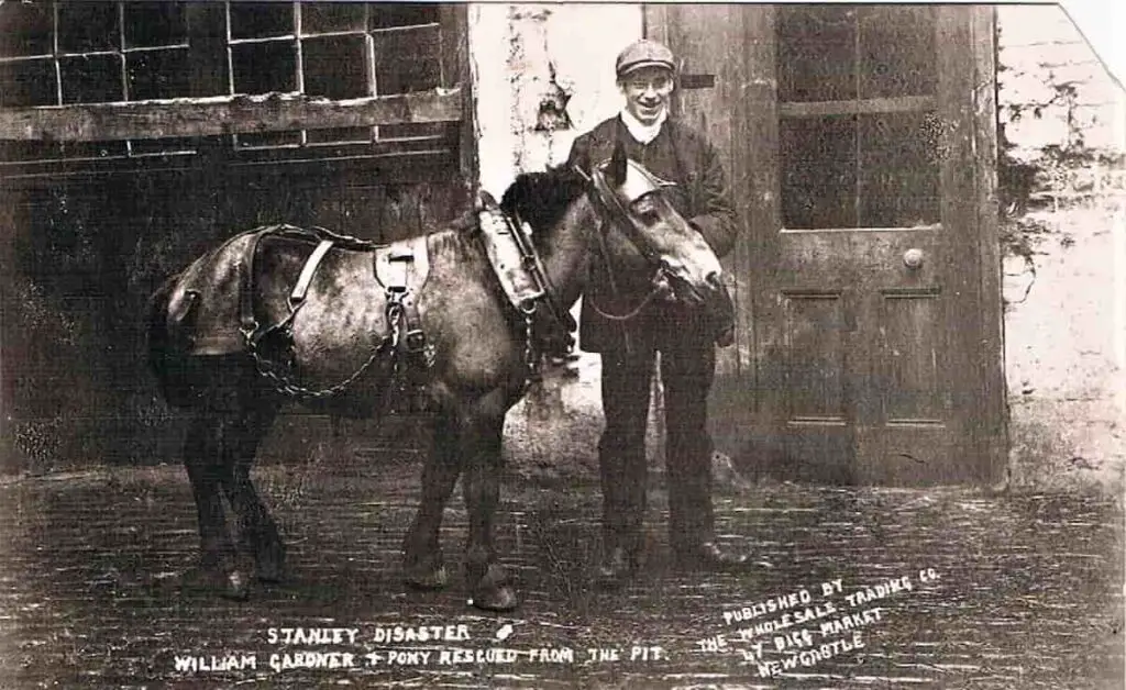 Old photo postcard of William Gardner and the pit pony rescued from the West Stanley Pit Disaster in 1909, County Durham, England