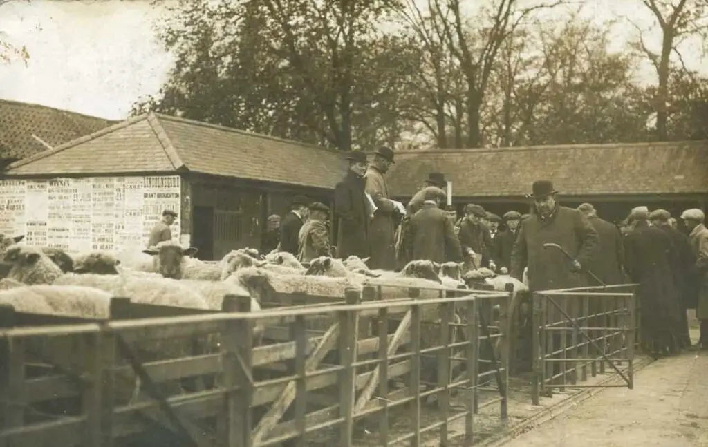 Old photo postcard of the Cattle Market in Wisbech, Cambridgeshire, circa 1910