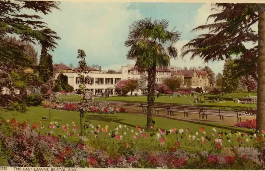Old photo postcard of the East Lawns at Bristol Zoo circa 1960