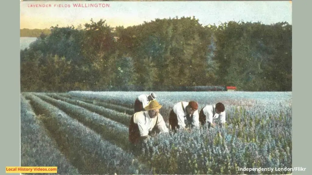 Old picture of the Lavender fields at Wallington, London, England