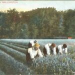Old picture of the Lavender fields at Wallington, London, England